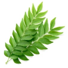 Curry Leaves