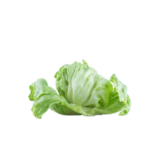 Iceberg Lettuce