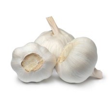 Mota Garlic 